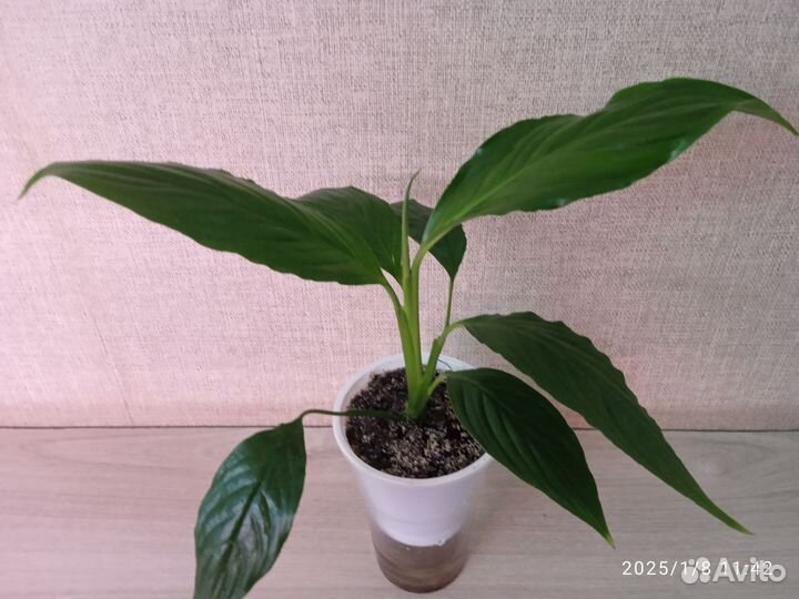 Спатифиллум