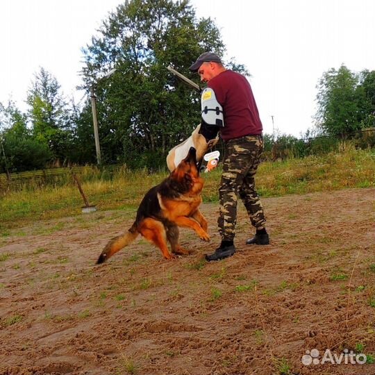 Дрессировка и обучение собак кинолог
