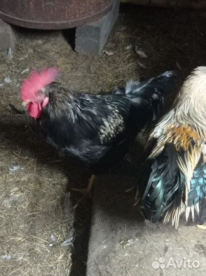 Куры петухи