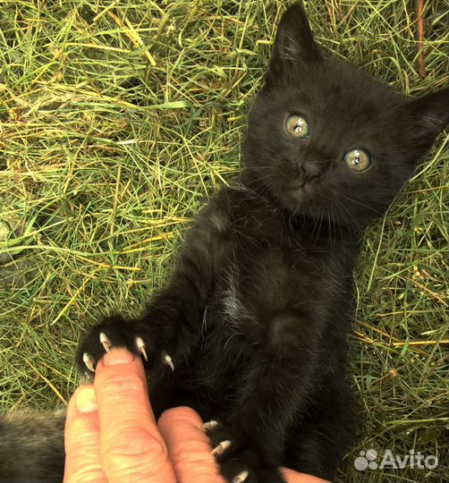 Кошка в дар
