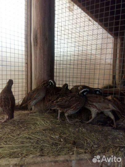 Виргинский перепел