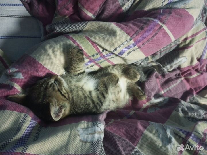Котёнок мальчик