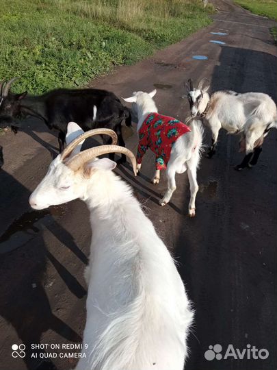 Услуги для коз