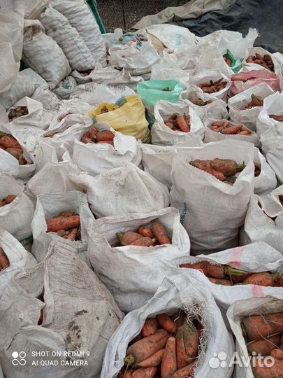 Морковка для ваших любимцев