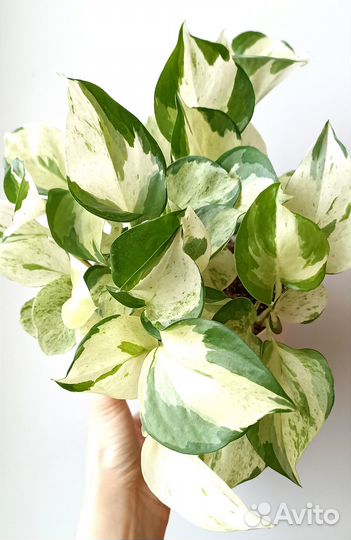 Сциндапсус и Эпипремнум редкие 9 сортов