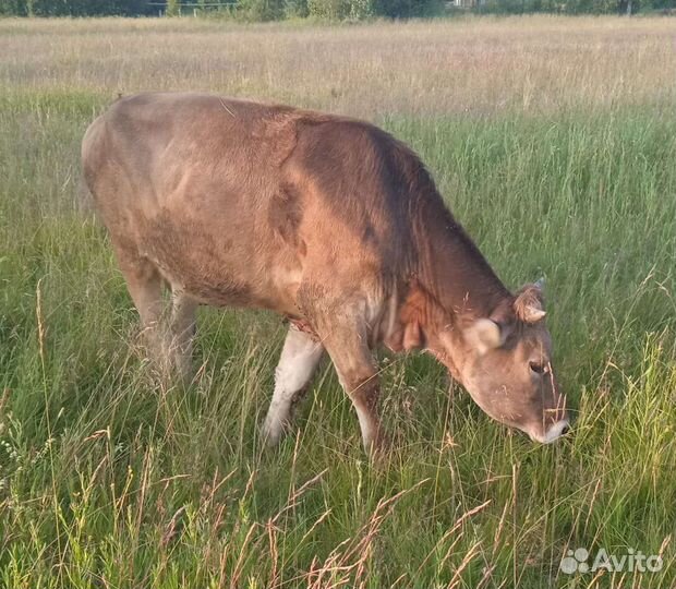 Стельная тёлка