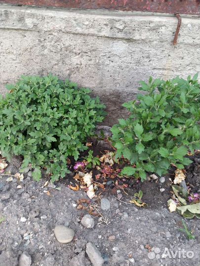 Хризантемы мультифлора