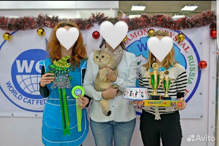 Вязка британский кот