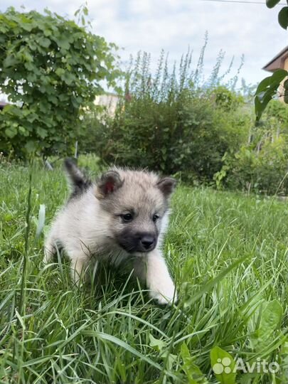 Кеесхонд вольфшпиц