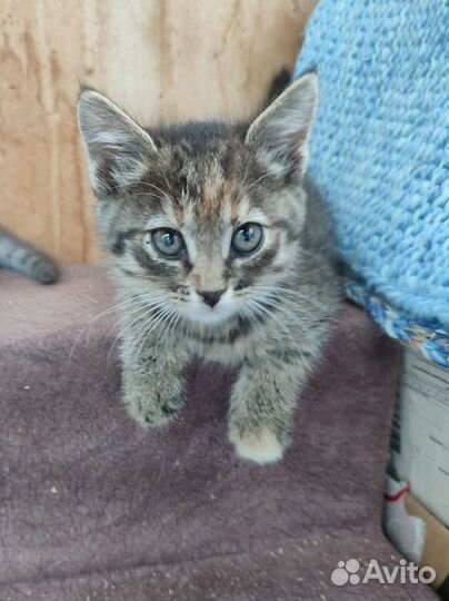 Котëнок Алëнка ищет дом