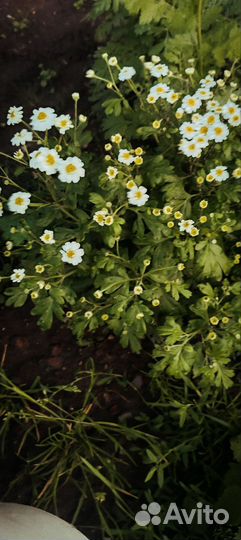 Ромашка матрикария