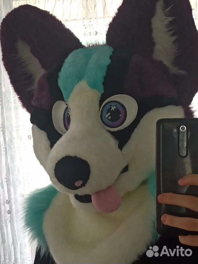 Фурсьют собаки