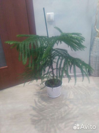 Комнатные цветы