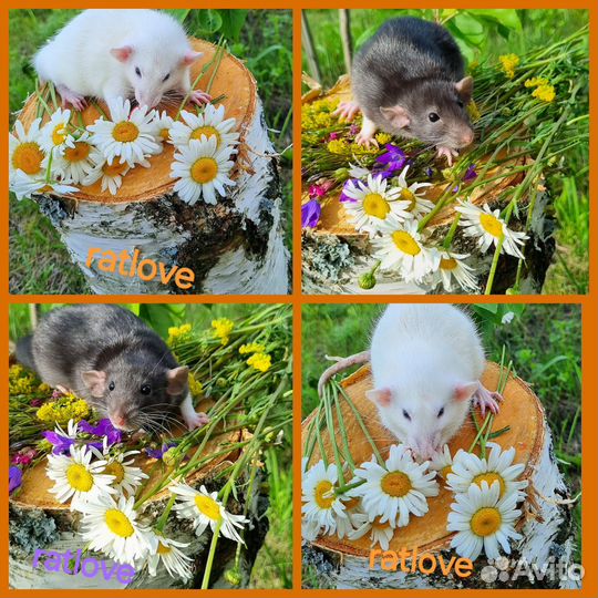 Крысята девчонки инь и янь