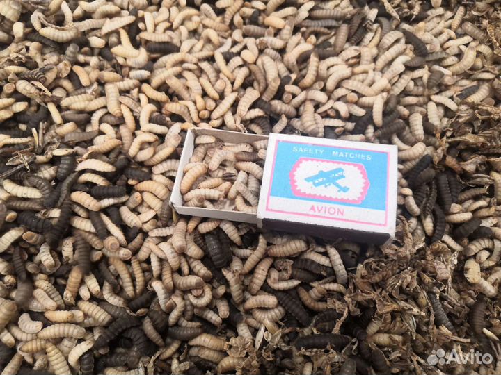 Личинка черной львинки