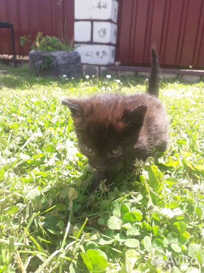 Кошка в дар бесплатно