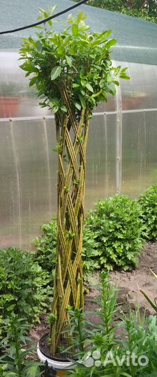 Плетёная ива