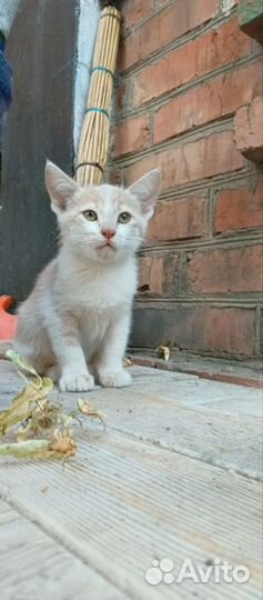 Котята в добрые руки мальчики