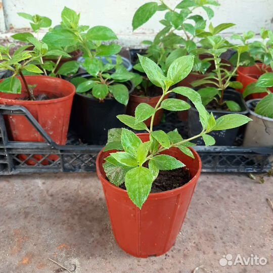 Гортензия метельчатая саженцы