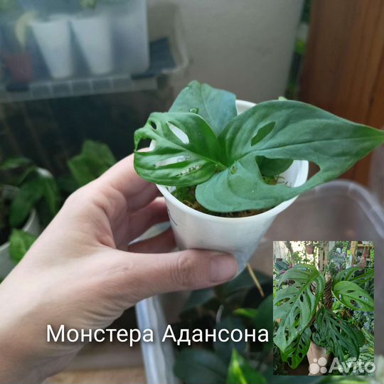 Комнатные растения цветы