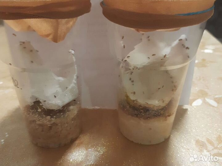 Мушка дрозофила меланогастер и хидея