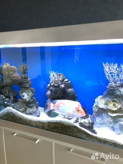 Аквариум
