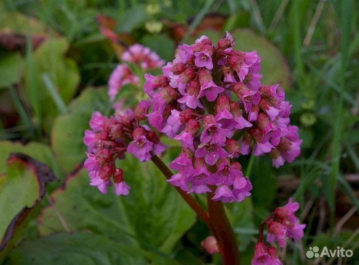 Индийский чай (бадан)