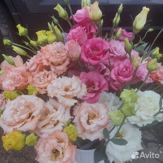 Цветы эустома