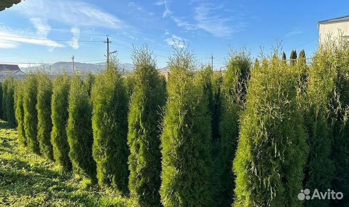 Туя Колумна