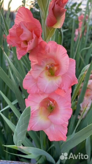 Гладиолусы