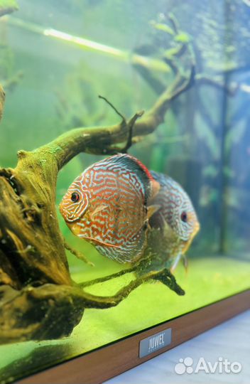 Пара дискусы