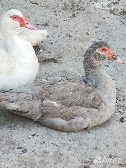 Мускусная утка лаванда