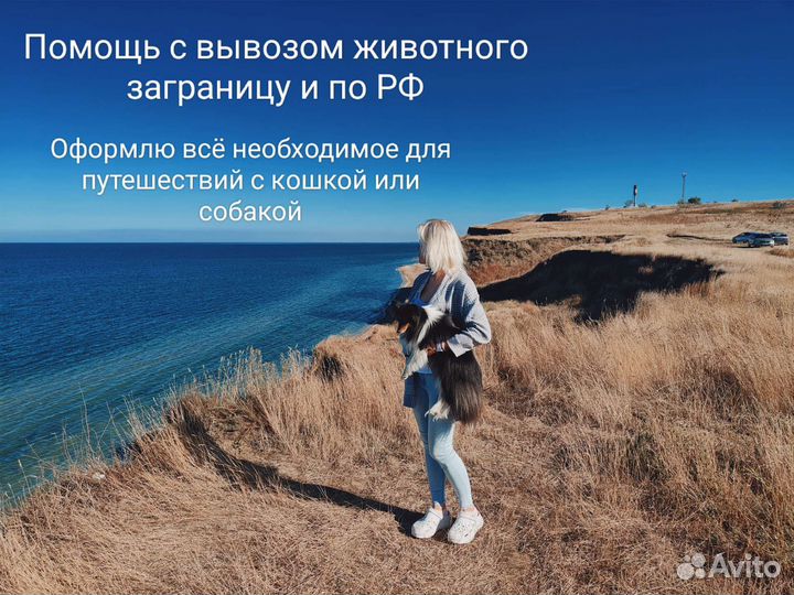 Ветврач, ветеринарный паспорт с вакцинами,Титры,F1