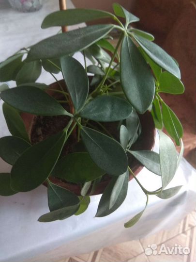 Цветы комнатные