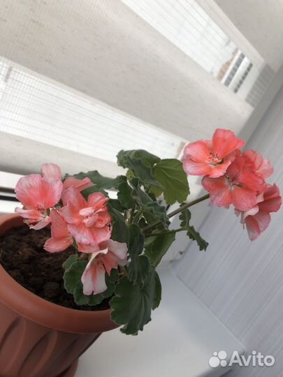 Герань пеларгония