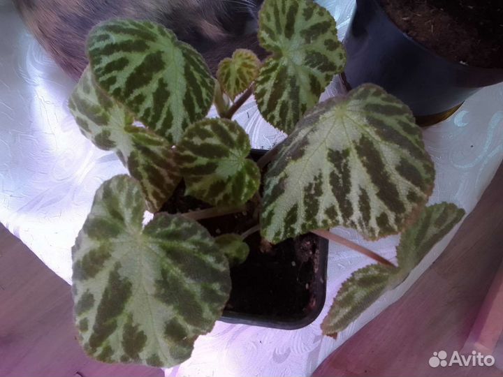 Бегония декоративно лиственная почтой