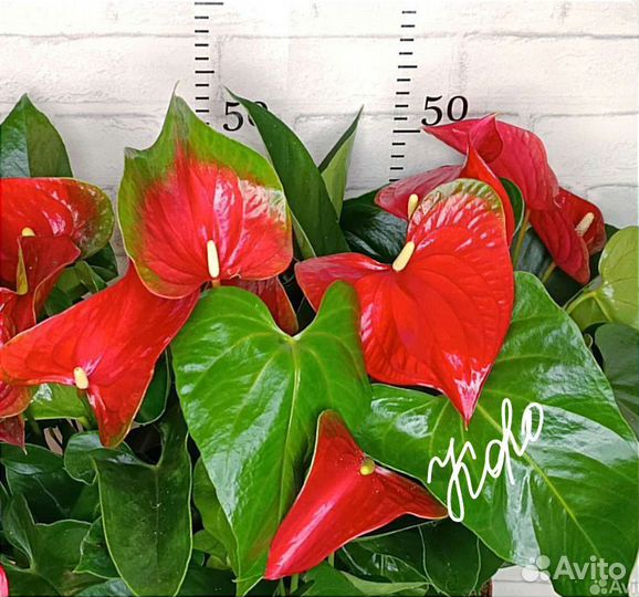 Антуриумы детки №3