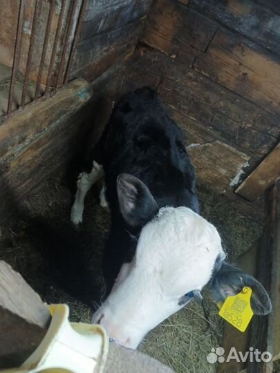 Телята телочки