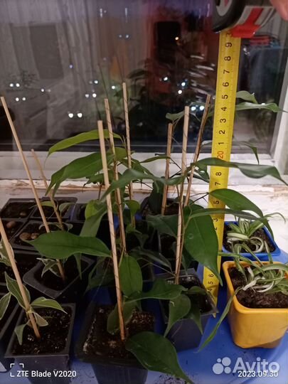 Фикус (зелёные и малыши пёстренькие)