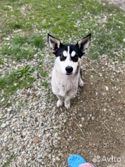 Хаски двортерьер