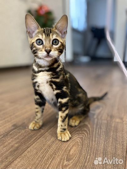 Бенгальские котята