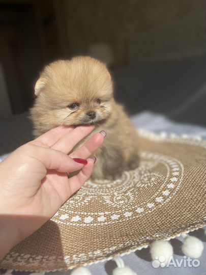 Щенки шпица