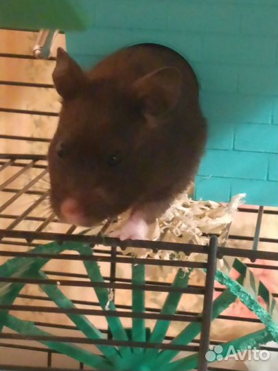 Сирийский хомяк девочка
