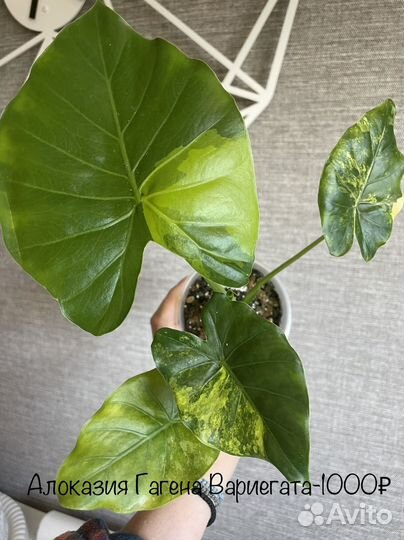 Домашние растения