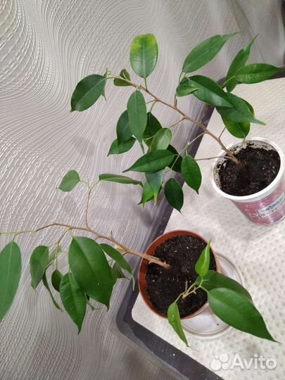 Фикус бенжамина