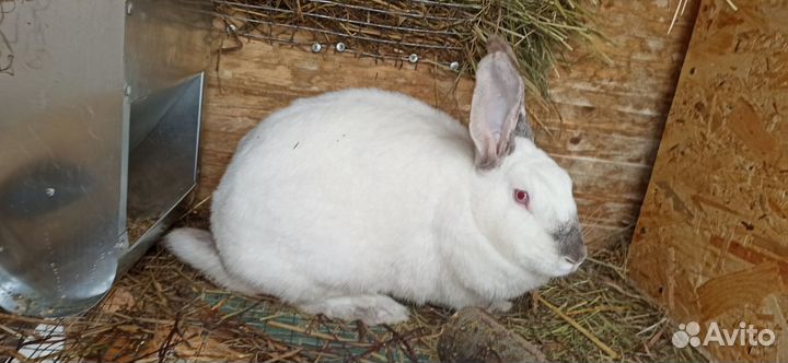 Крольчиха
