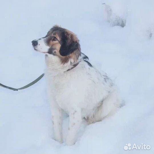 Собака 8 месяцев