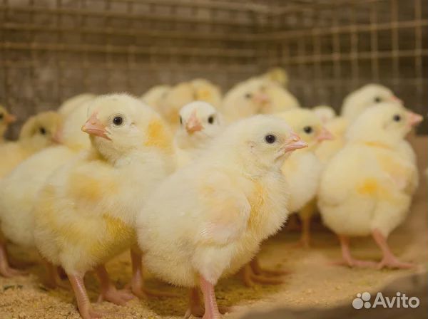 Цыплята бройлеры