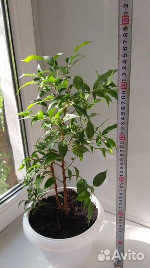 Фикус бенджамина большой