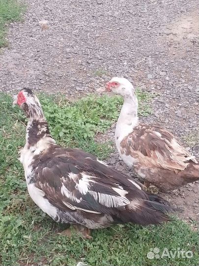 Мускусные утки